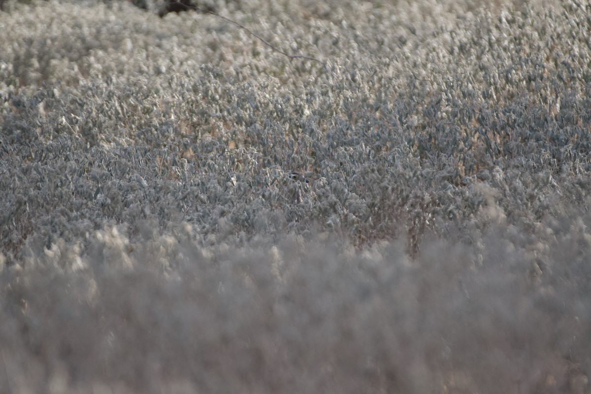 Double-striped Thick-knee - ML641995016