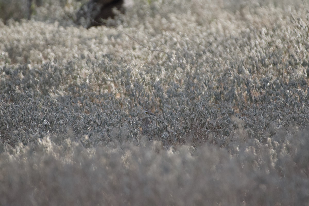 Double-striped Thick-knee - ML641995017