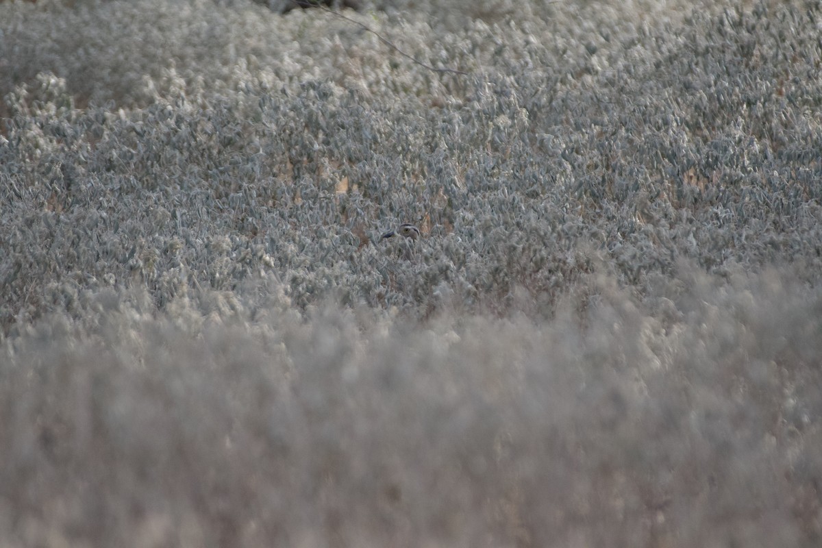 Double-striped Thick-knee - ML641995018