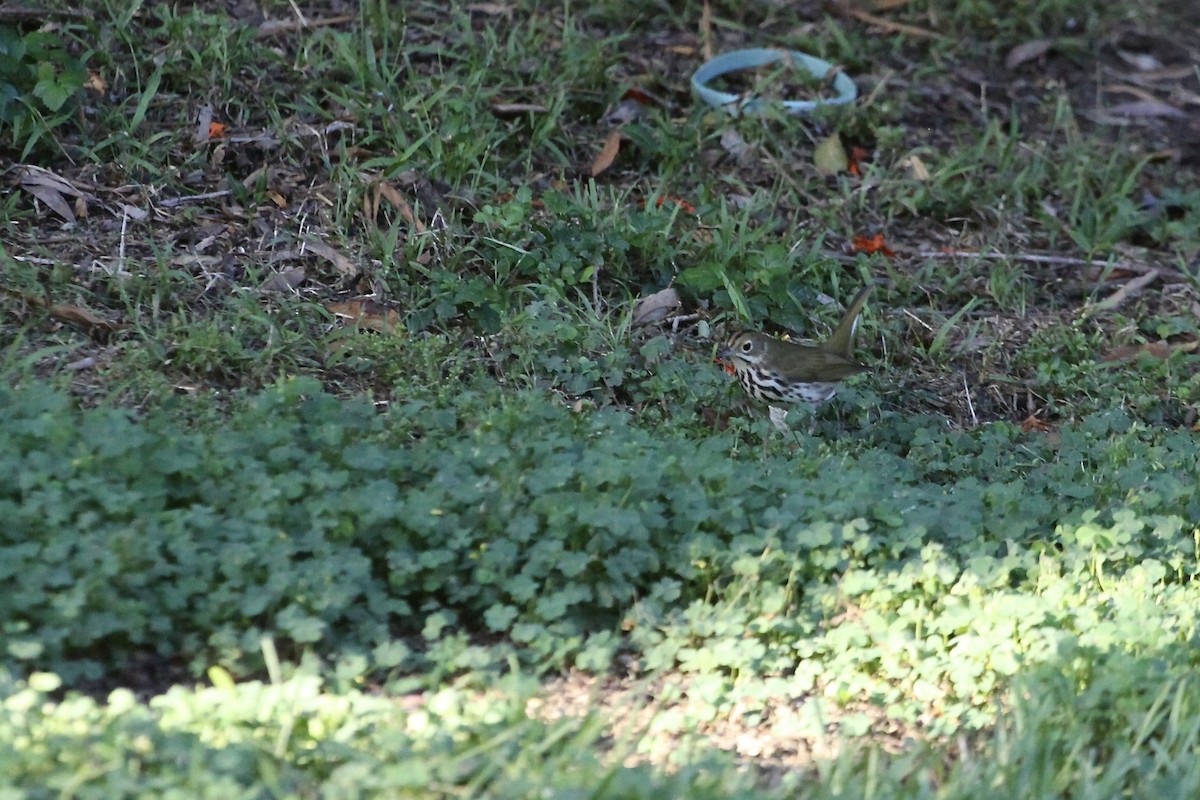 Ovenbird - ML641995019