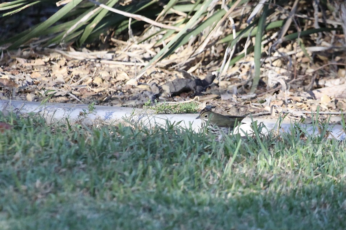 Ovenbird - ML641995020