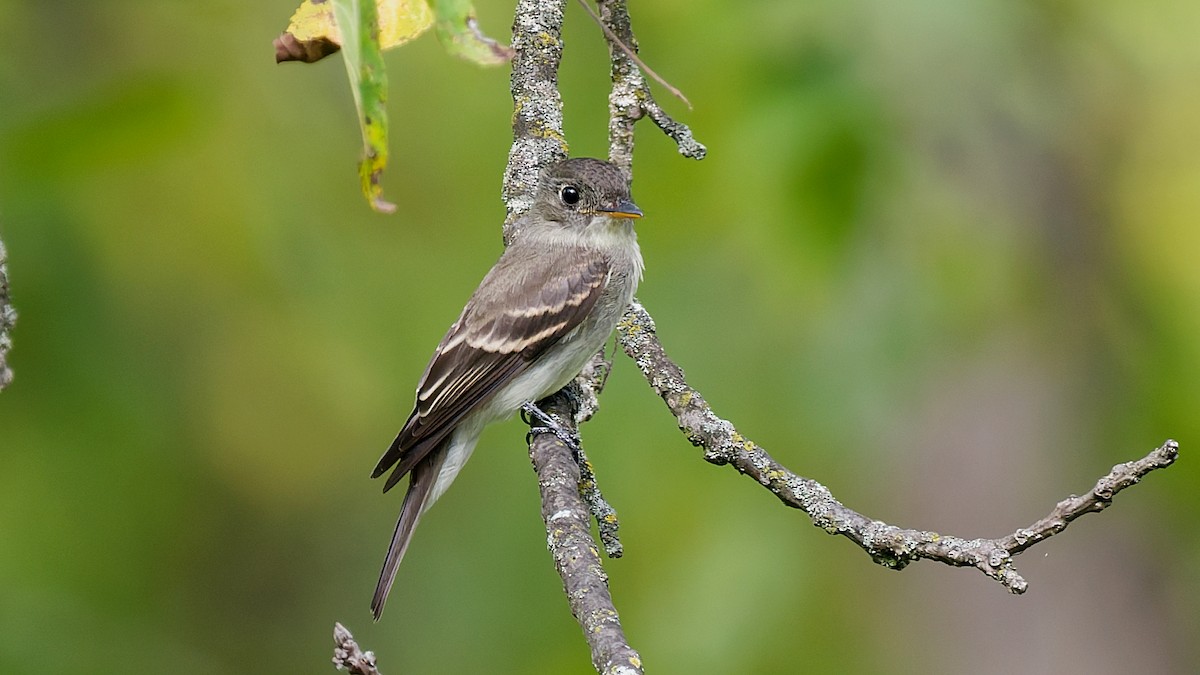 Eastern Wood-Pewee - ML641995041
