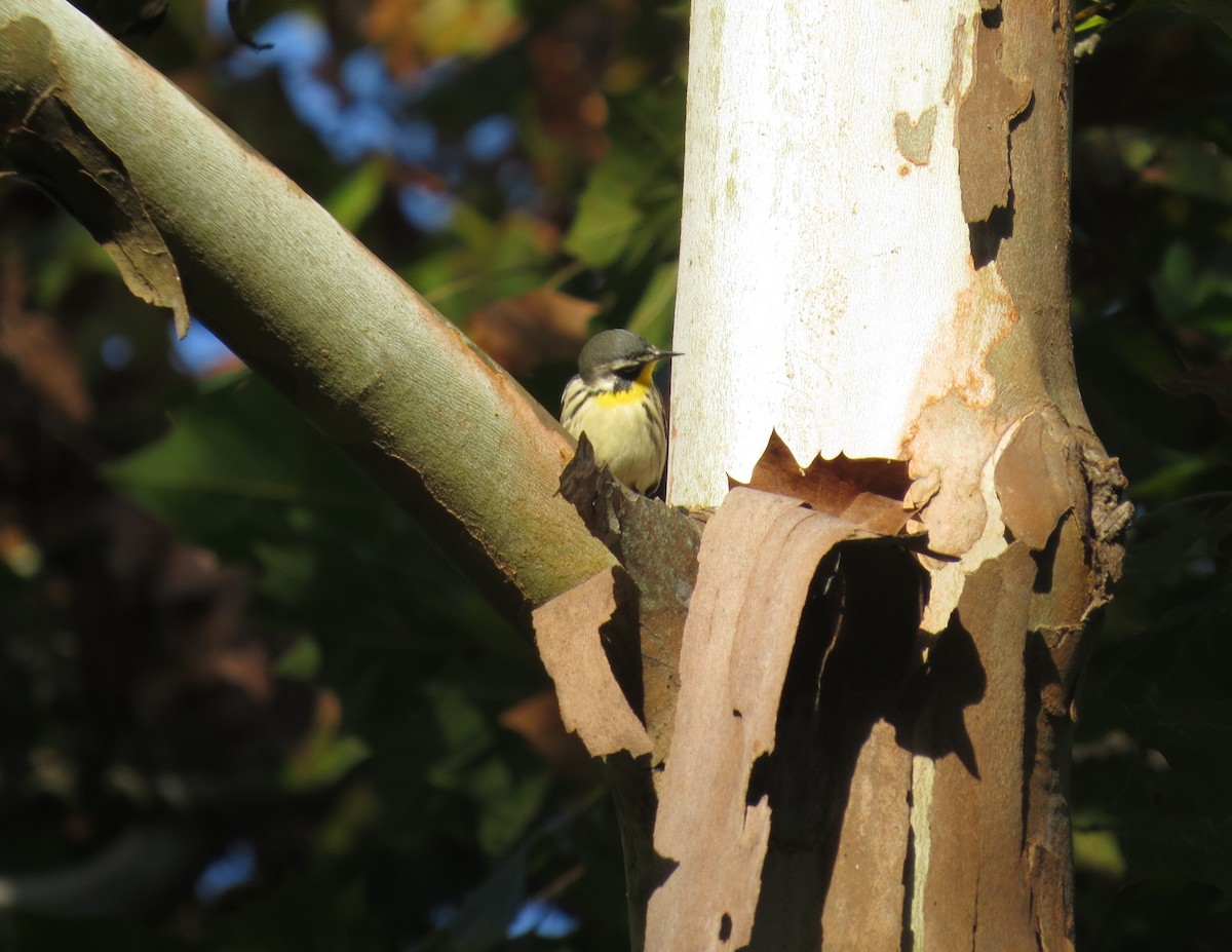 Yellow-throated Warbler - ML641995042