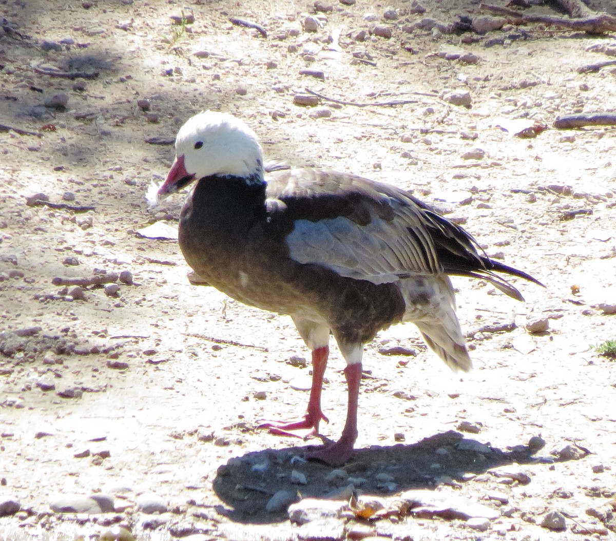 Snow Goose - ML641995043