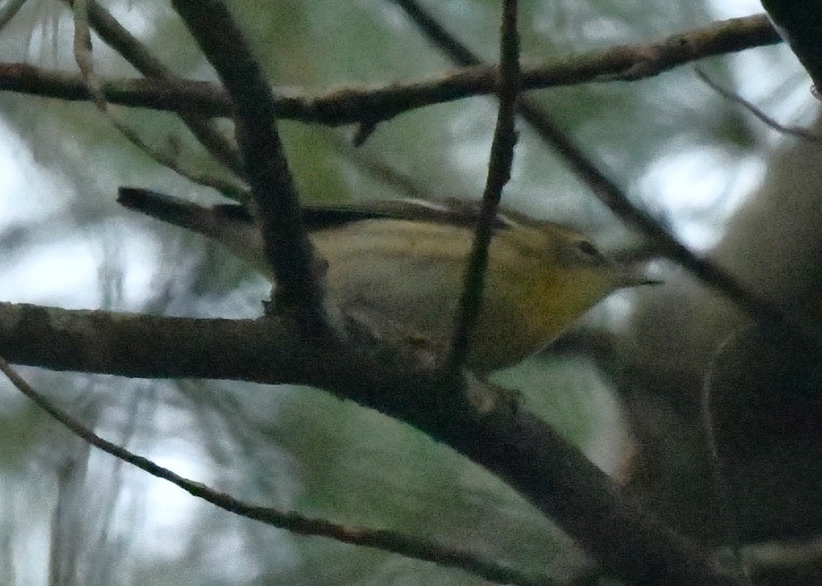 hemlokkparula - ML641995045