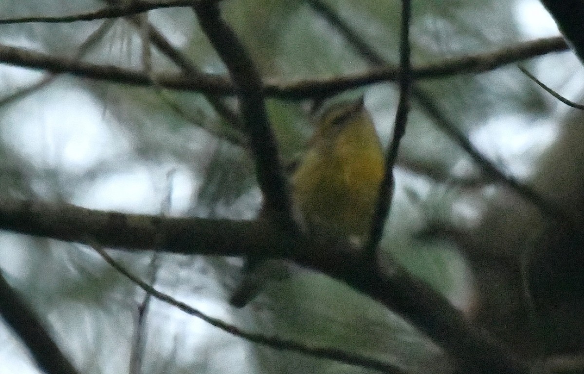 hemlokkparula - ML641995047