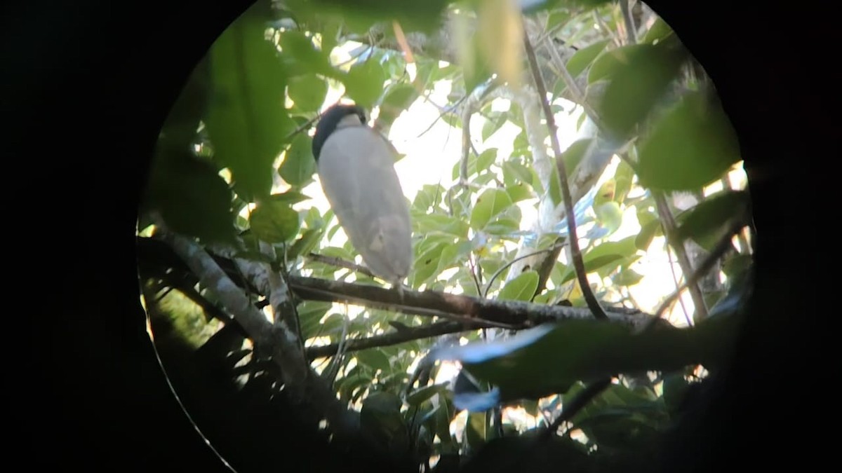 Boat-billed Heron - ML641995061