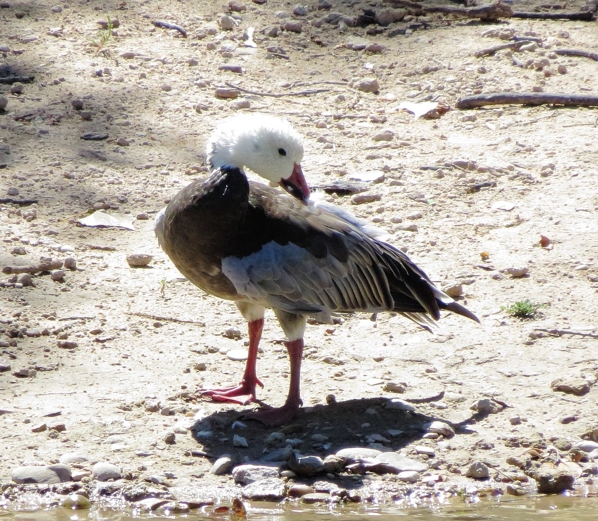 Snow Goose - ML641995062