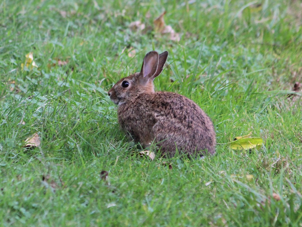 Animals - ML641995066