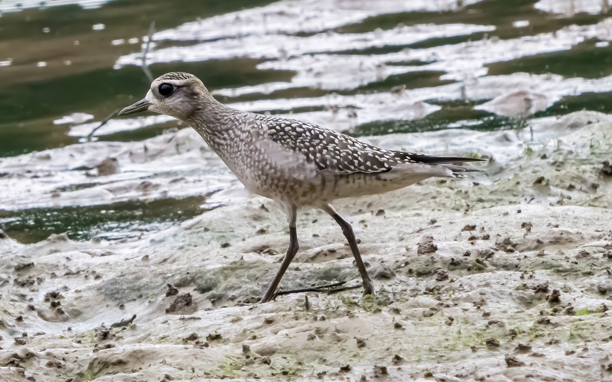 American Golden-Plover - ML641995068