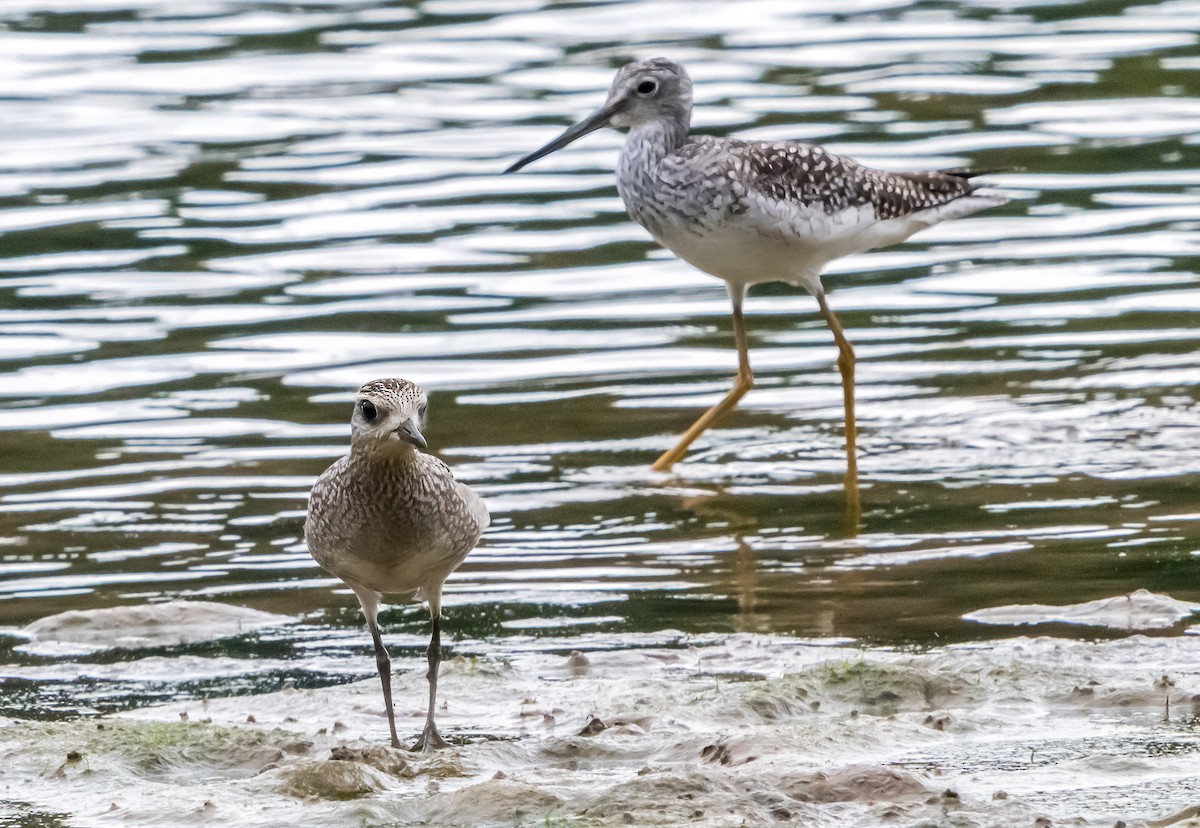 American Golden-Plover - ML641995069