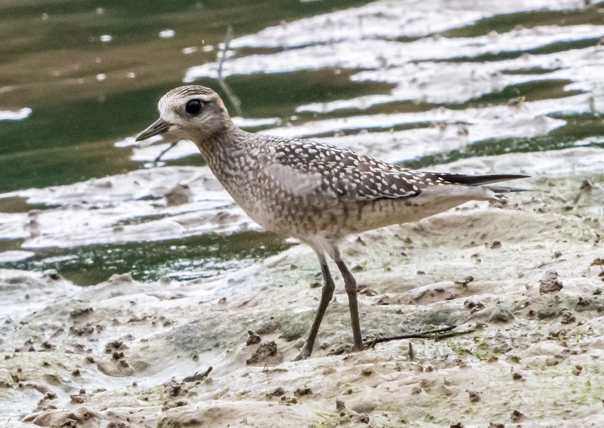 American Golden-Plover - ML641995070