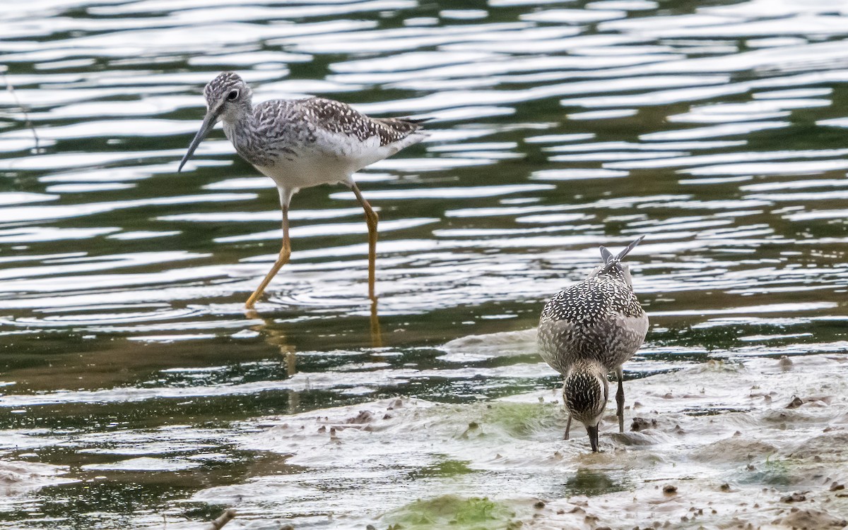 American Golden-Plover - ML641995071