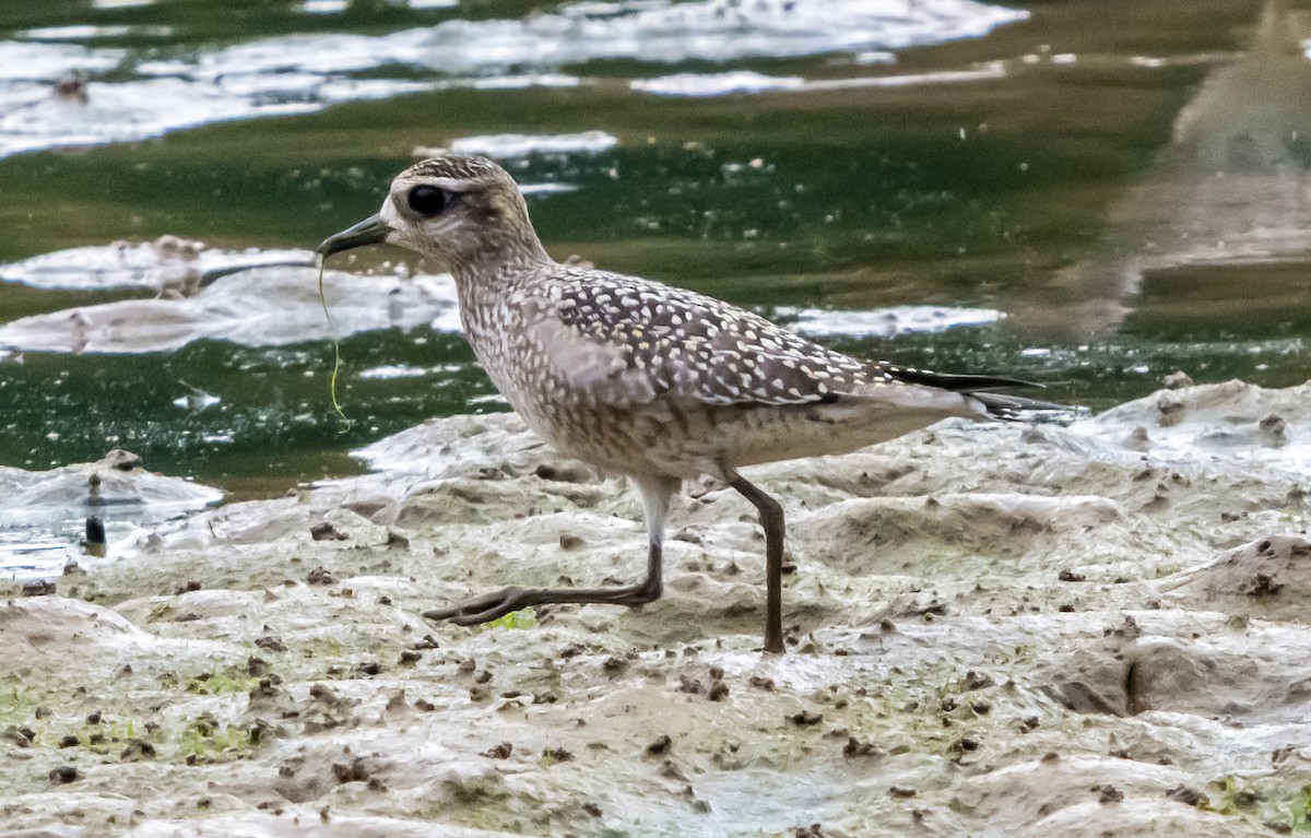 American Golden-Plover - ML641995073