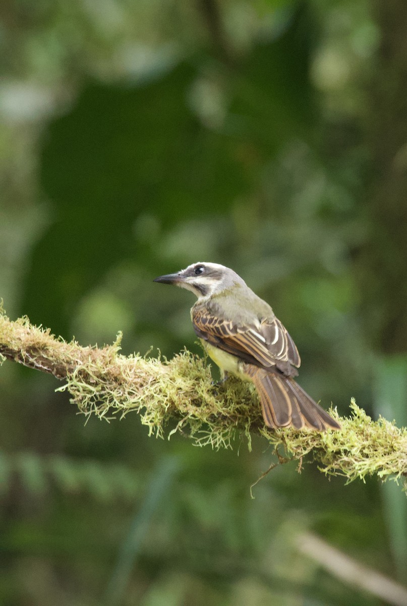 Golden-bellied Flycatcher - ML641995079