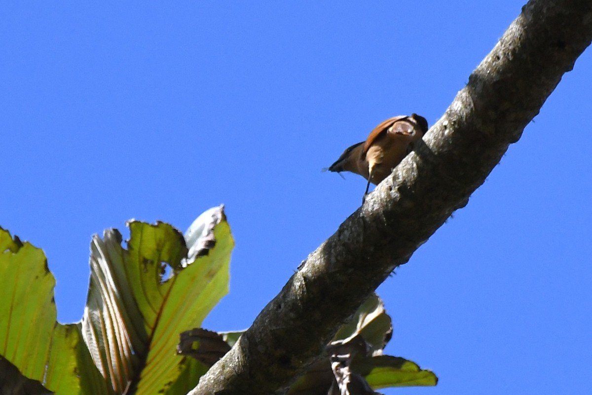 Brown Tanager - ML641995082
