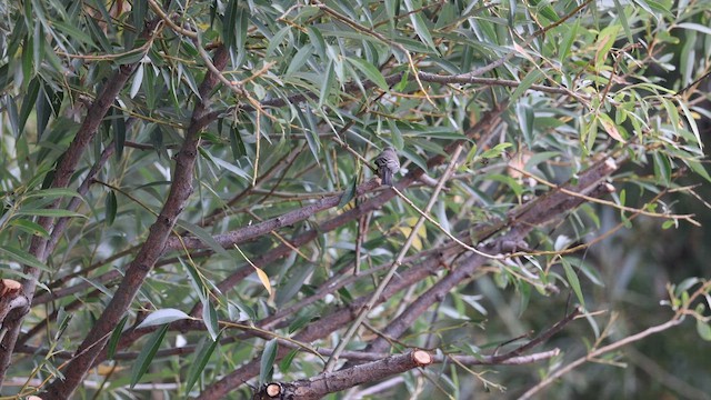 Gray Flycatcher - ML641995092
