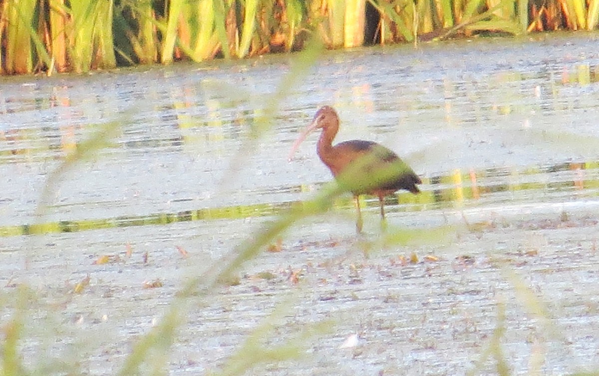Glossy/White-faced Ibis - ML641995109