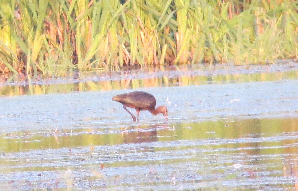 Glossy/White-faced Ibis - ML641995110