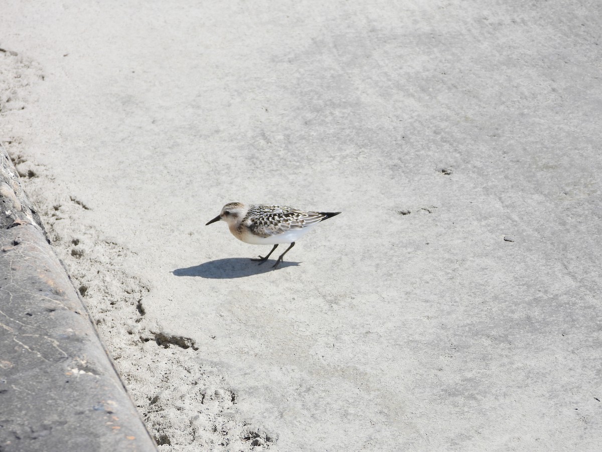 Sanderling - ML641995136