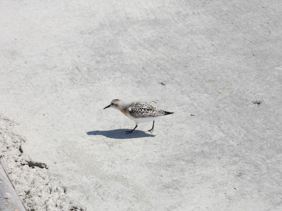 Sanderling - ML641995137