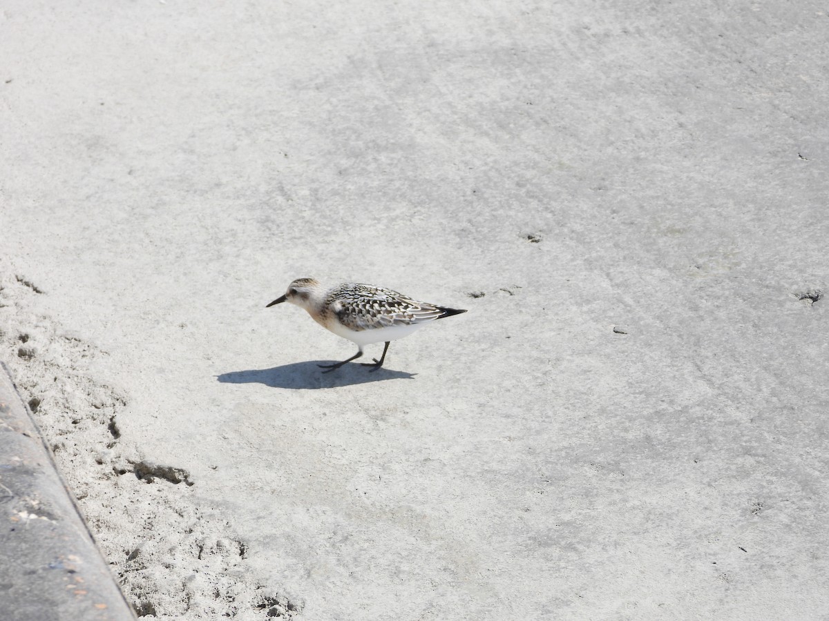 Sanderling - ML641995139