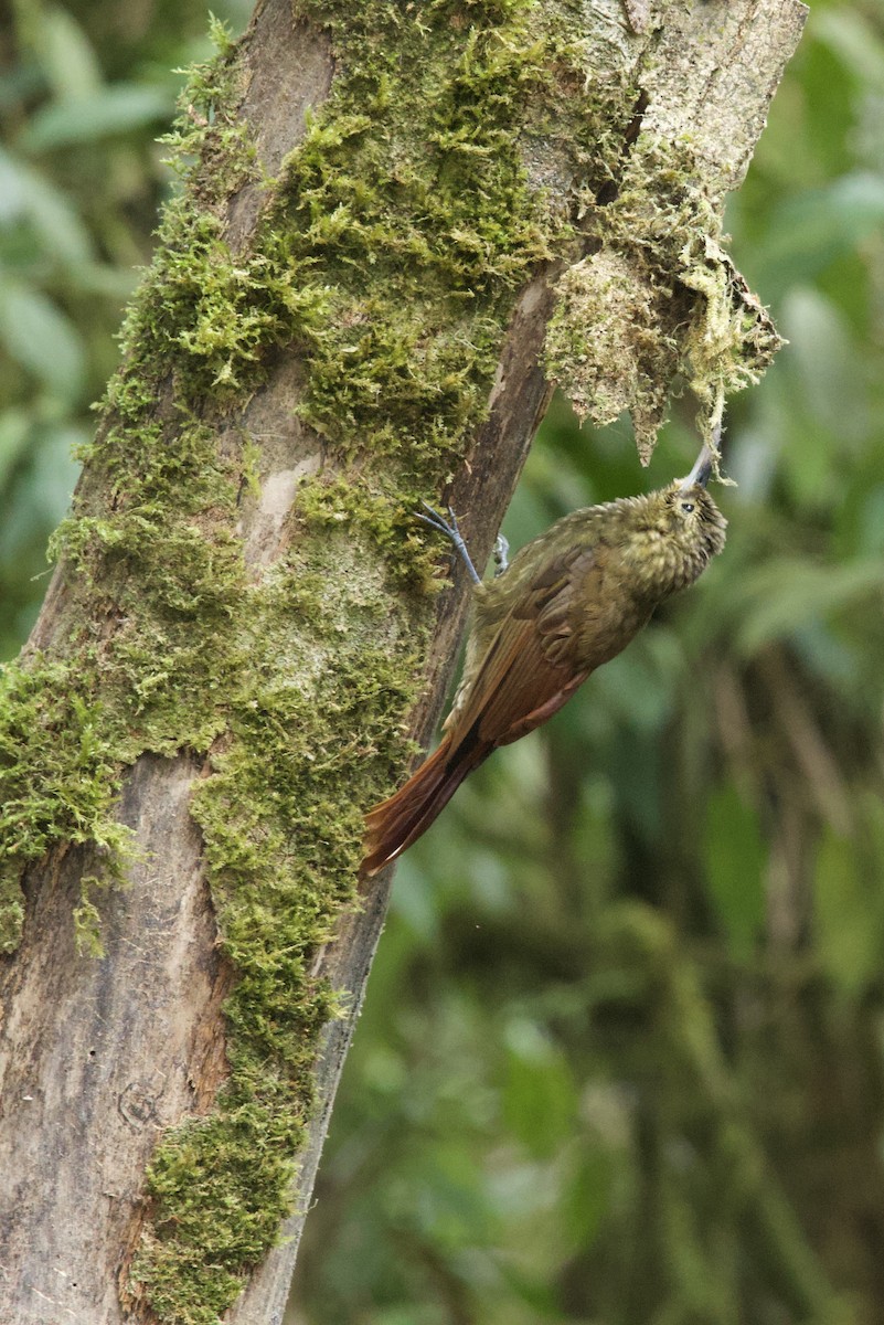 Spotted Woodcreeper - ML641995142