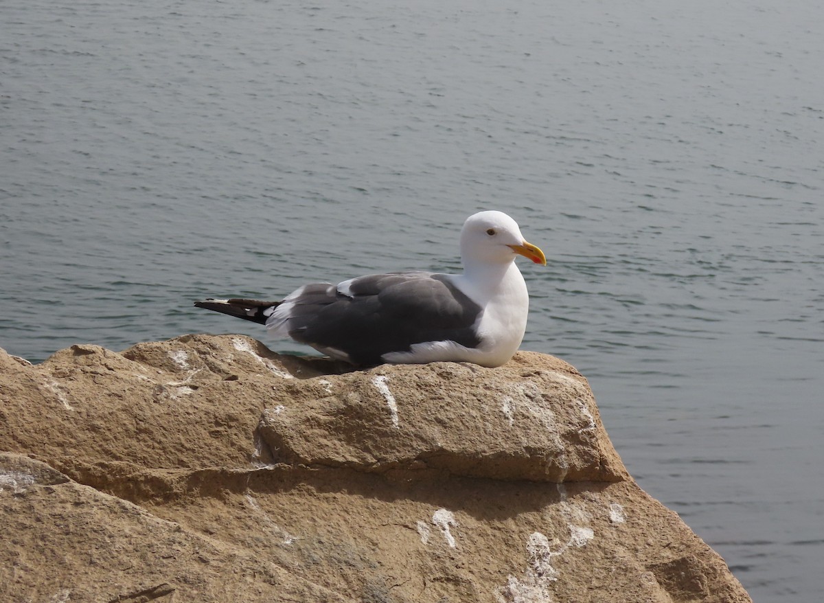 Western Gull - ML641995161