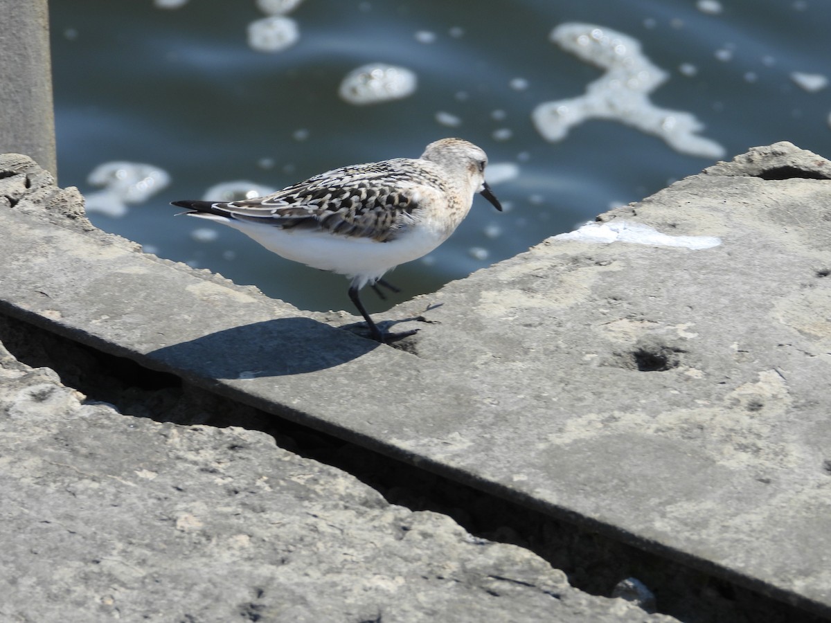 Sanderling - ML641995172