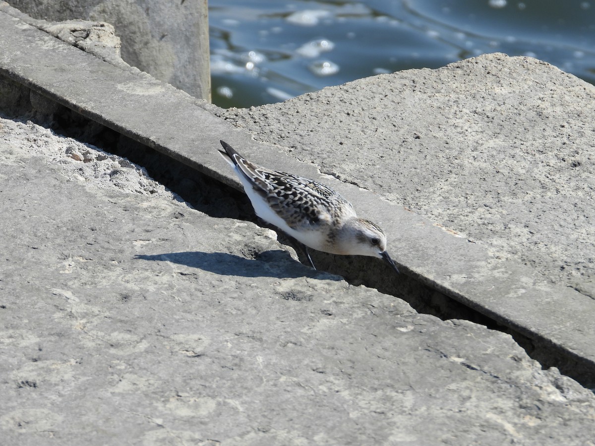 Sanderling - ML641995173