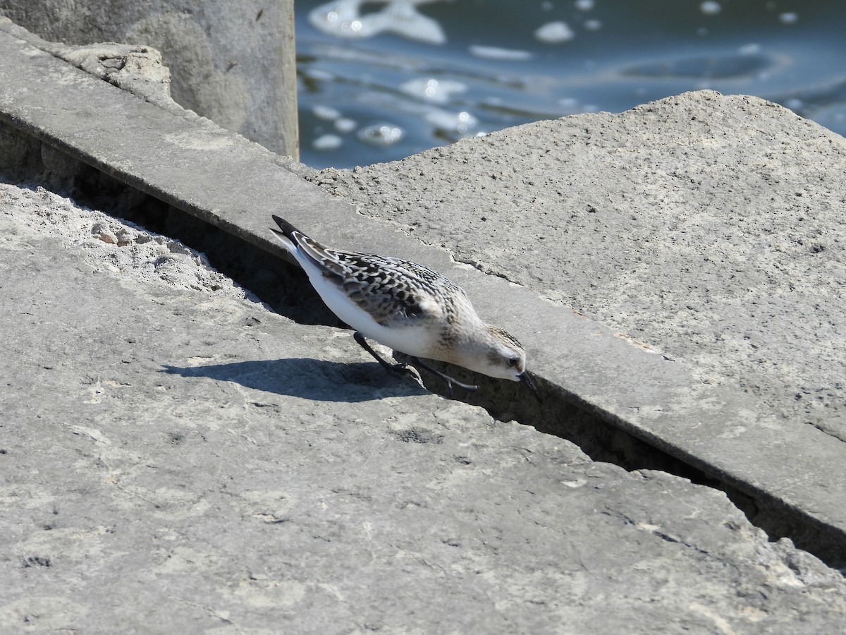 Sanderling - ML641995175