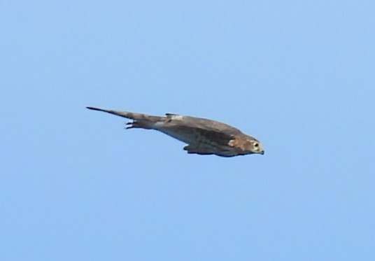Cooper's Hawk - ML641995179