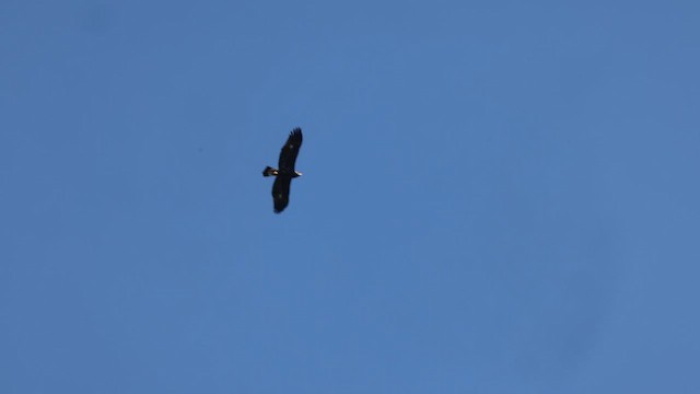 Aquila reale - ML641995183