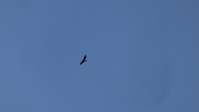Aquila reale - ML641995186