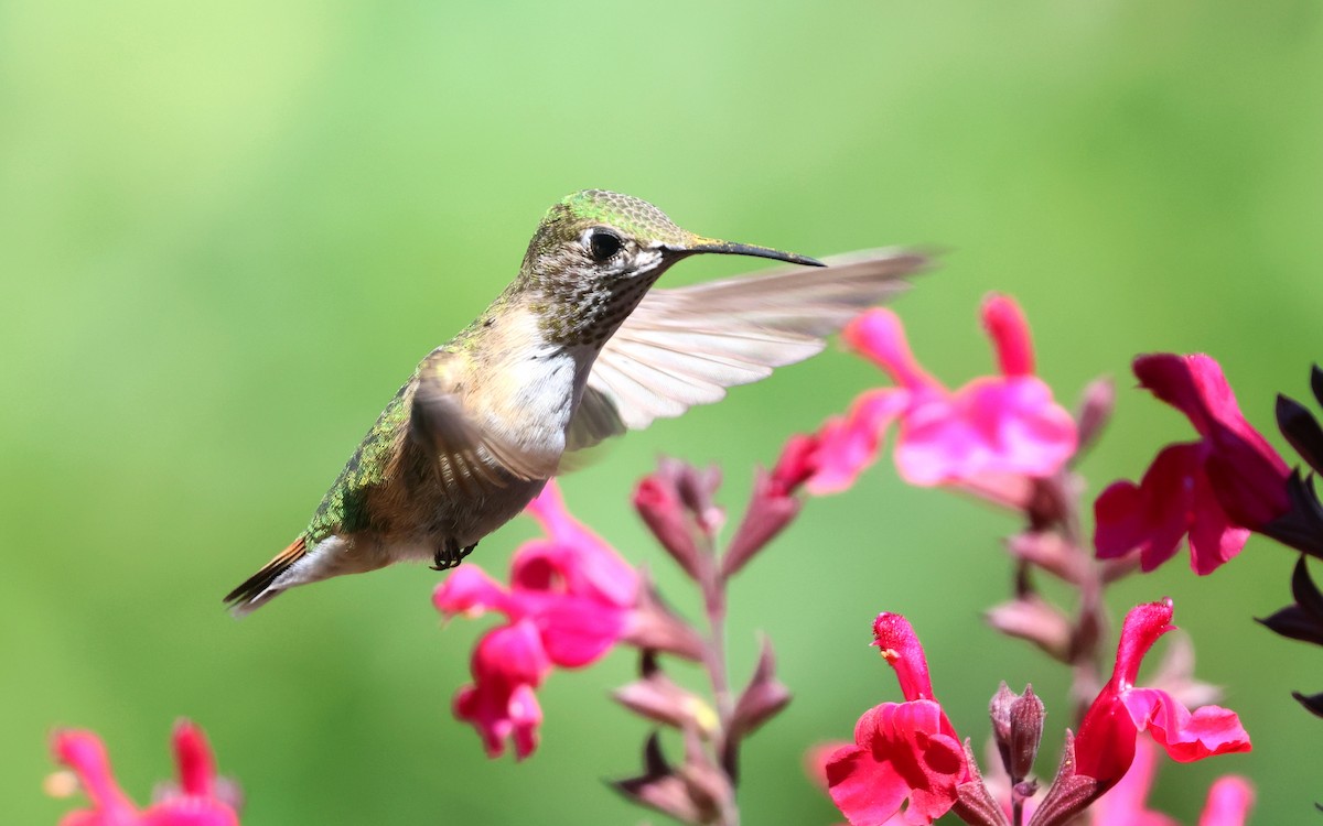 Calliope Hummingbird - ML641995187