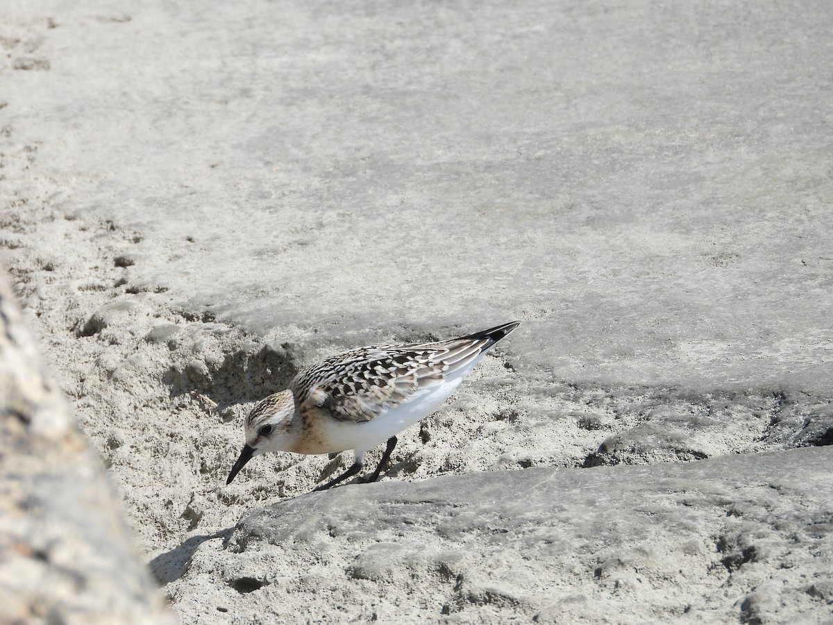 Sanderling - ML641995193