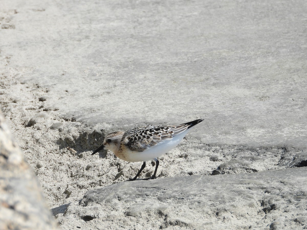 Sanderling - ML641995194