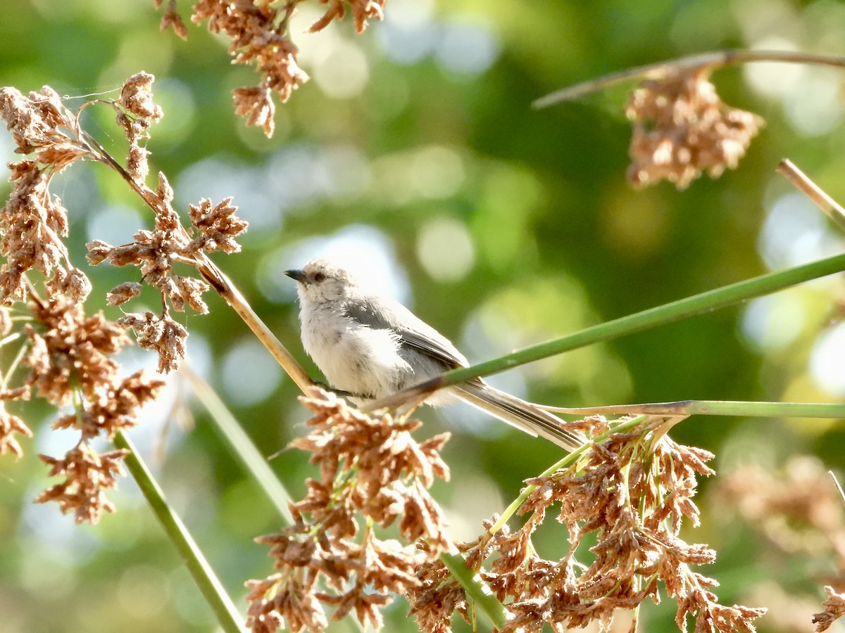 Bushtit - ML641995195