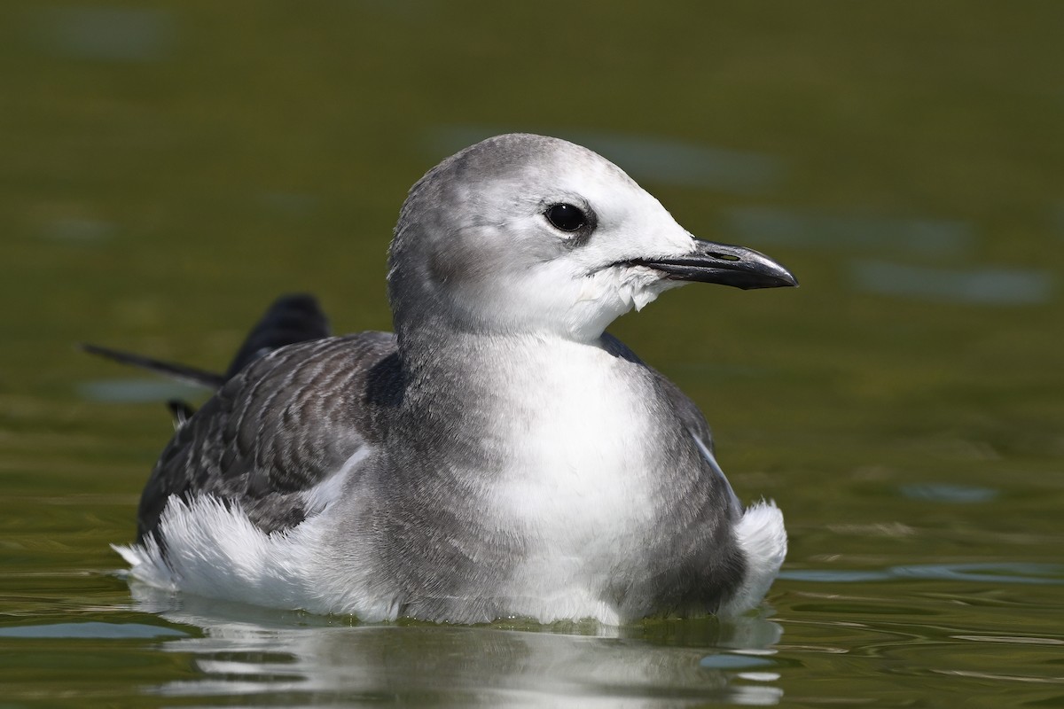 Mouette de Sabine - ML641995215