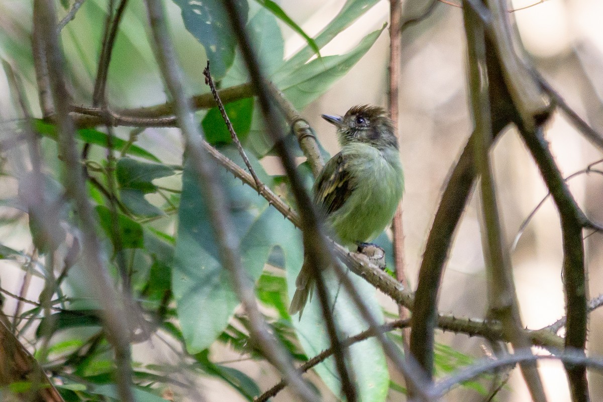 Sepia-capped Flycatcher - ML641995229