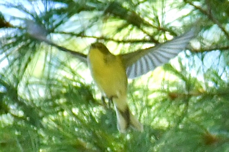 Pine Warbler - ML641995240