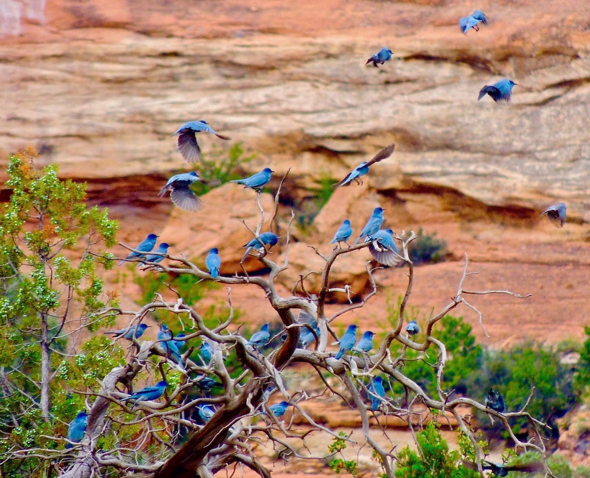 Pinyon Jay - ML641995267