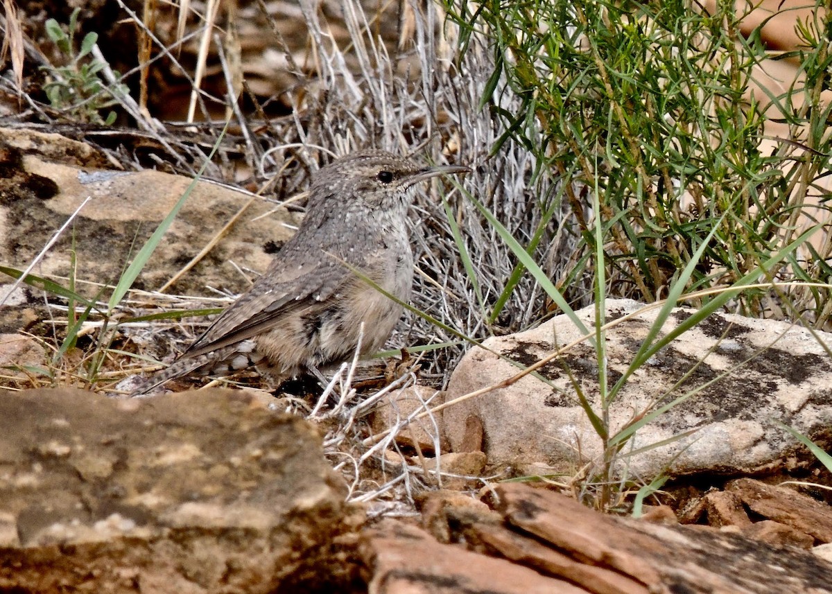 Rock Wren - ML641995272