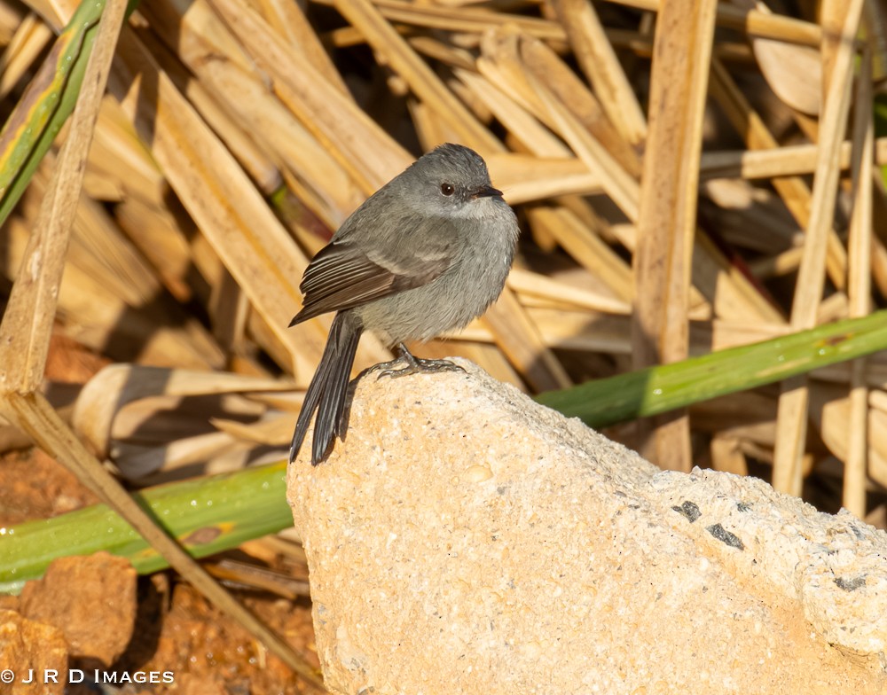 Sooty Tyrannulet - ML641995278