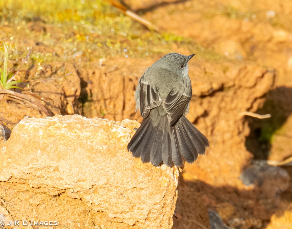 Sooty Tyrannulet - ML641995279