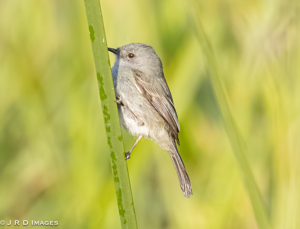 Sooty Tyrannulet - ML641995280