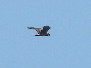 Northern Harrier - ML641995291