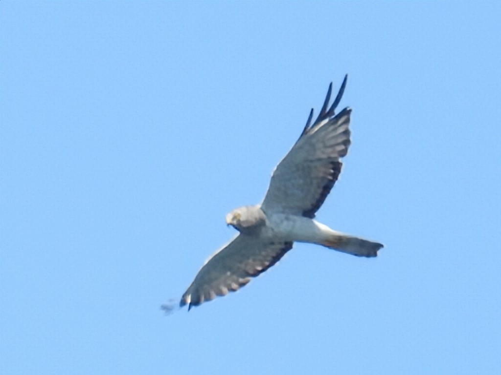 Northern Harrier - ML641995292