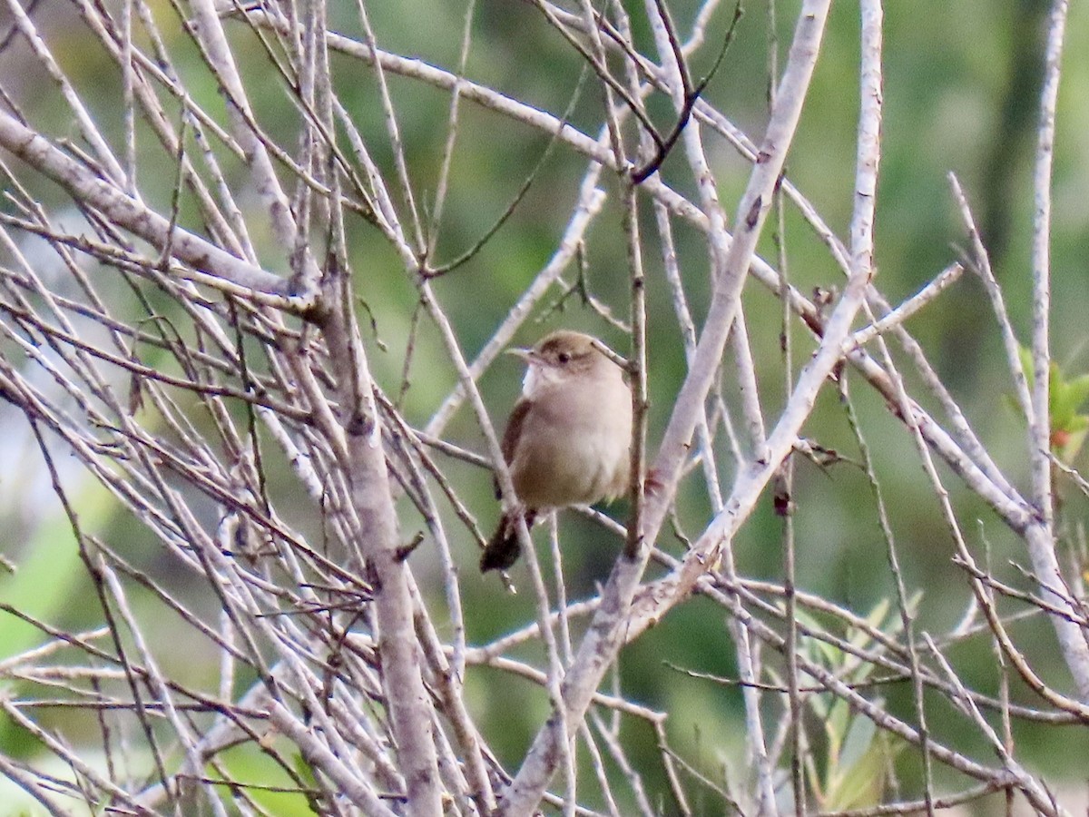 Northern House Wren - ML641995307