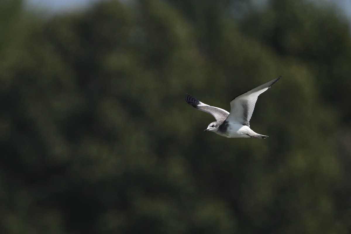 Mouette de Sabine - ML641995315